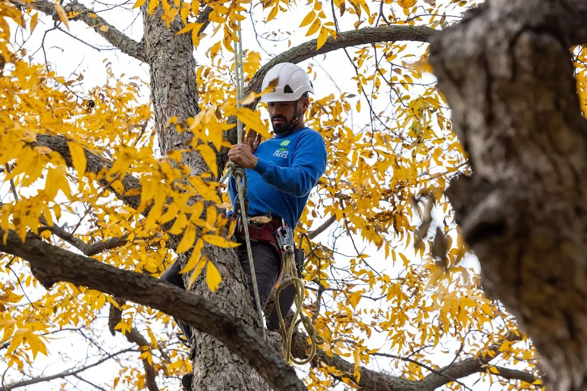 Skilled Tree Pruning crew working in Unionville